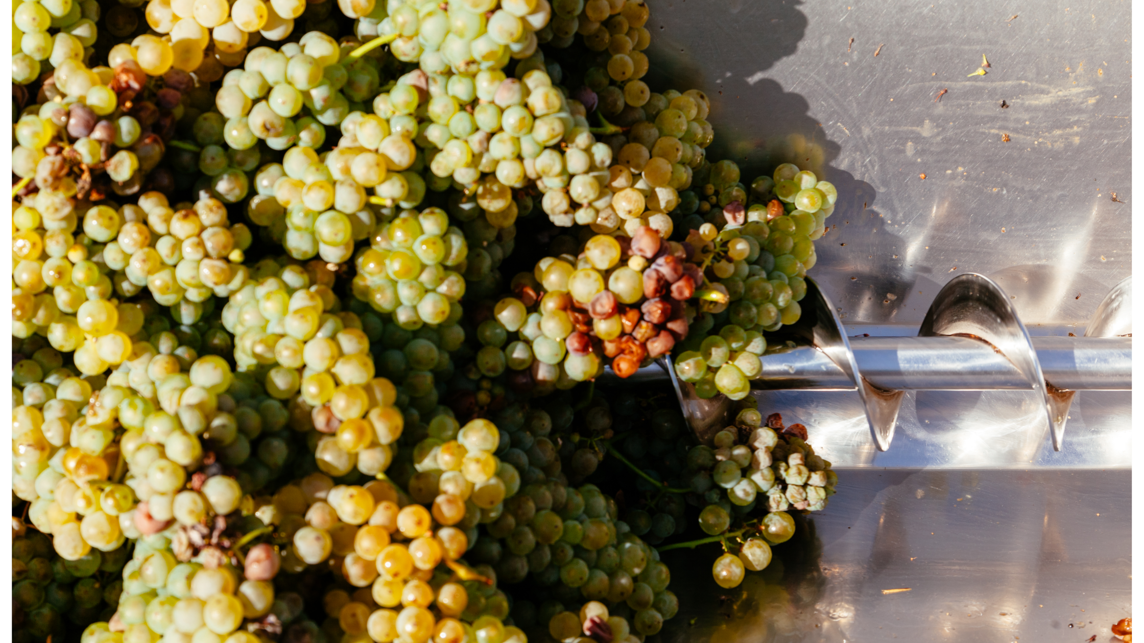 A Complete Guide to the Wine Production Process