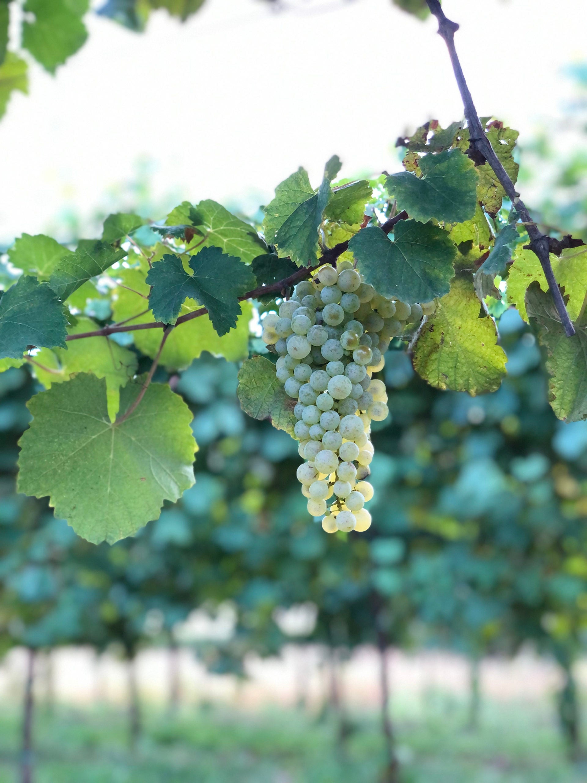 Wine in China