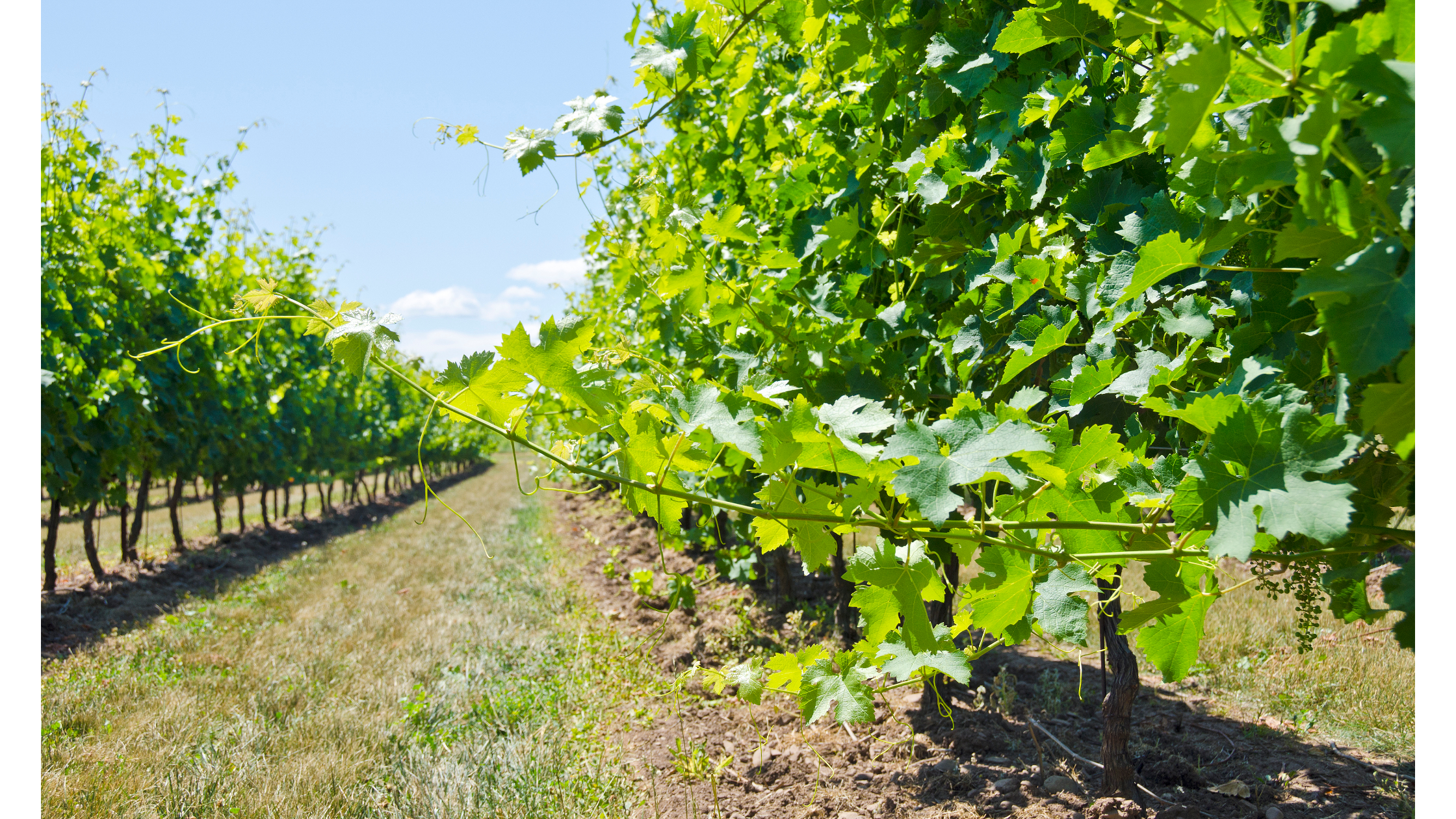 In the Vineyard: Pruning