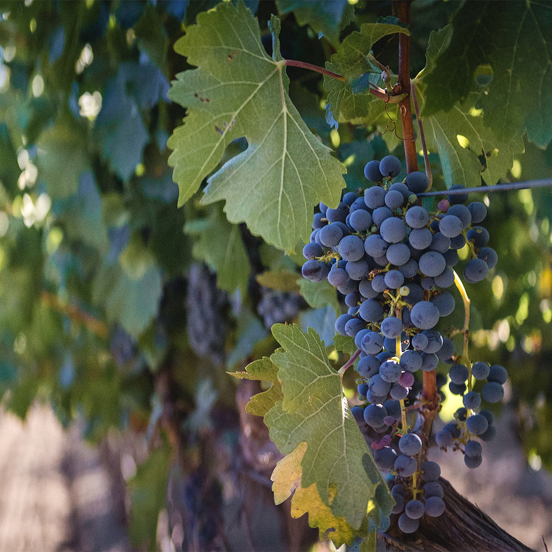 Wander and Ivy certified organic grapes